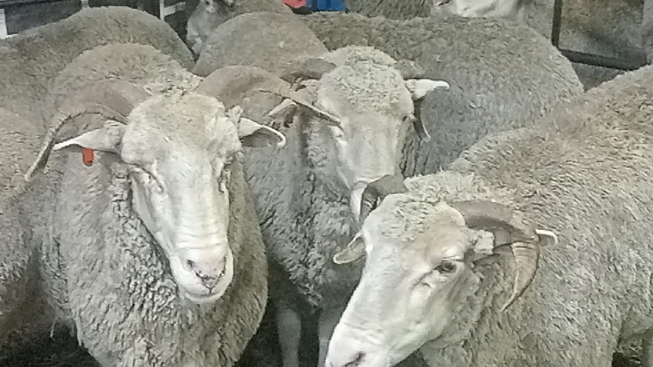 9 - Dawat-e-Islami KwaZulu-Natal